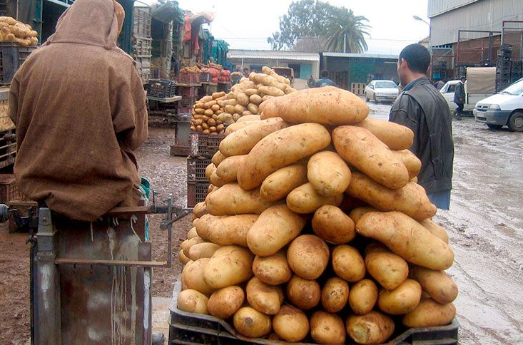 وزير الفلاحة: لأول مرة.. 80 بالمائة من البطاطا المنتجة تم زراعتها ببذور محلية