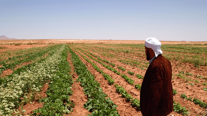 والي قسنطينة يشدد على تطهير الأراضي الفلاحية غير المستغلة وتحويلها للمستثمرين