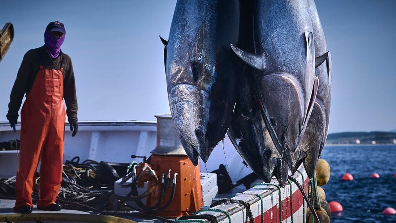 رفع حصة الجزائر من التونة الحمراء في عام 2024