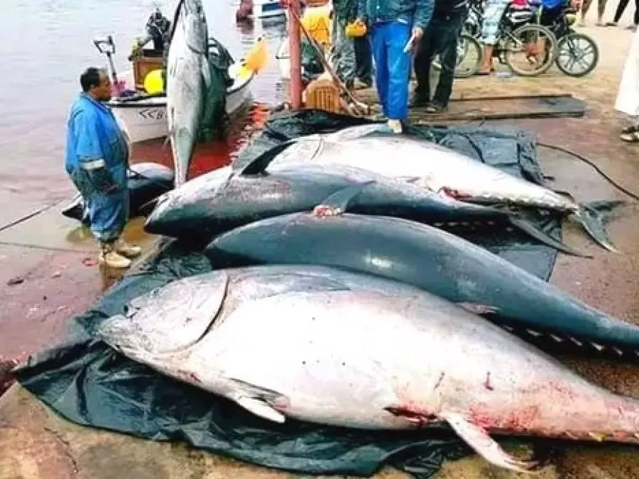 انطلاق الحملة الوطنية لصيد التونة الحمراء غدا الخميس