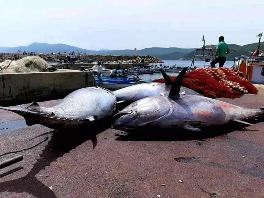 استكمال صيد حصة الجزائر من التونة الحمراء لهذا الموسم